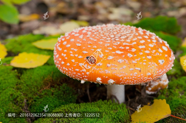 鵝膏菌