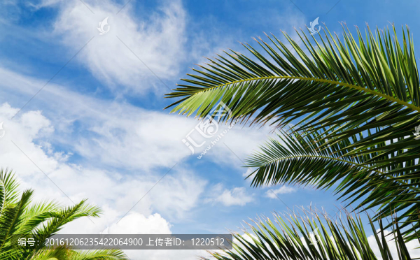 棕櫚樹的藍天