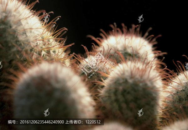 仙人掌圖片