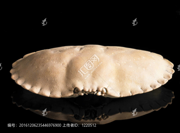 蟹的甲殼