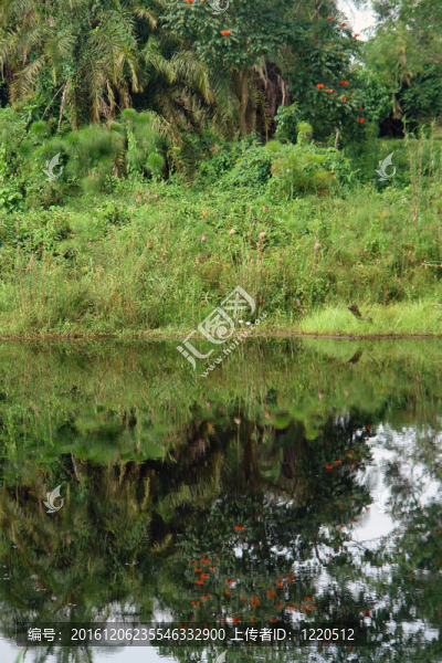 在kabwoya野生動物保護區(qū)濱水景觀