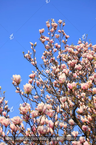 木蘭花