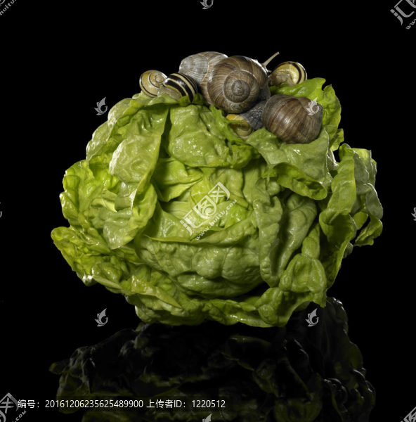 新鮮生菜和蝸牛