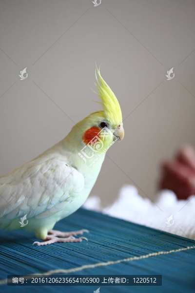 厚臉皮的玄鳳鸚鵡