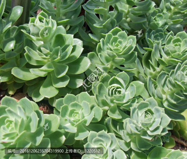 肉質(zhì)植物的細(xì)節(jié)
