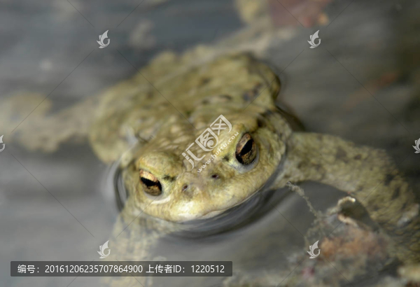 蟾蜍的肖像