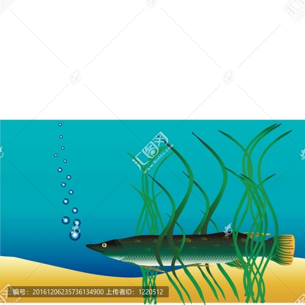 水下景觀-梭子魚隱藏在雜草