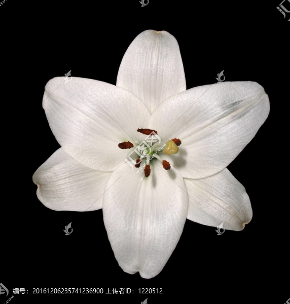 百合花