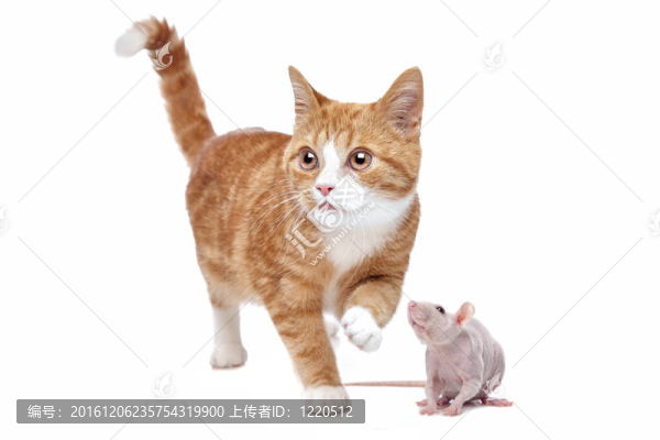 貓和老鼠