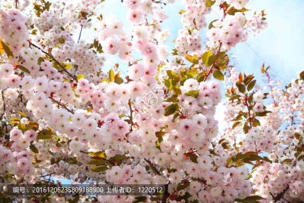 藍(lán)天櫻花