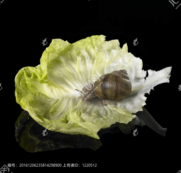 綠萵苣葉