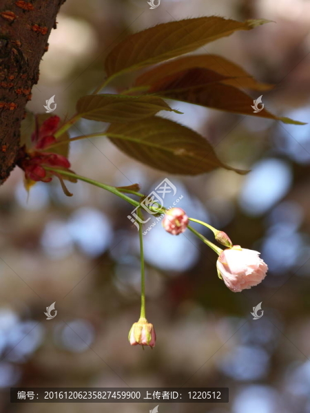 櫻花