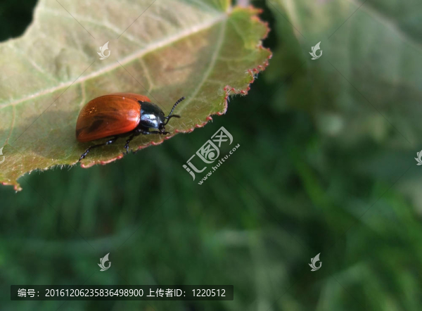 夏季甲蟲