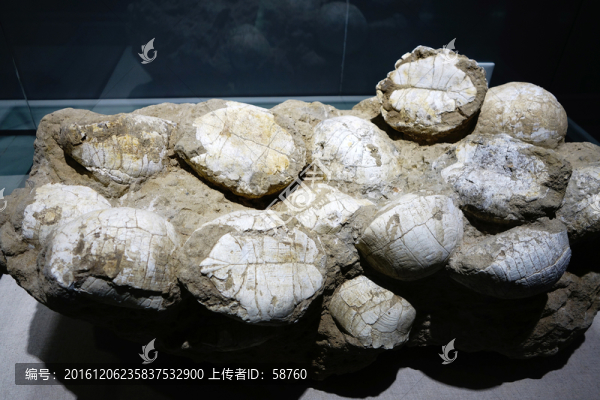 陸龜