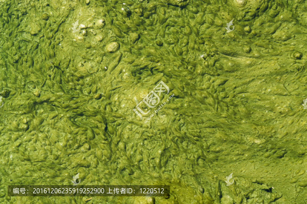 小氣泡綠泥