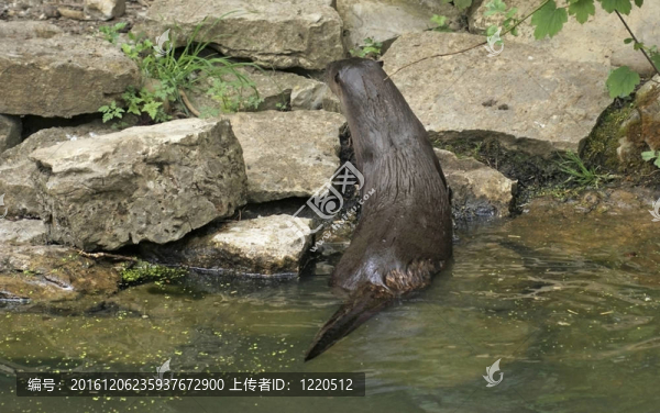 水獺爬出水面
