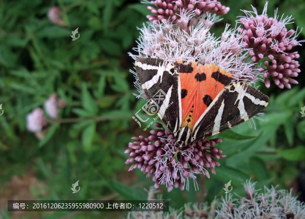 澤西虎花