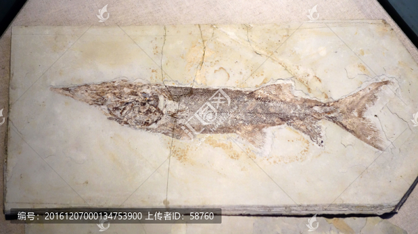 鱘魚類