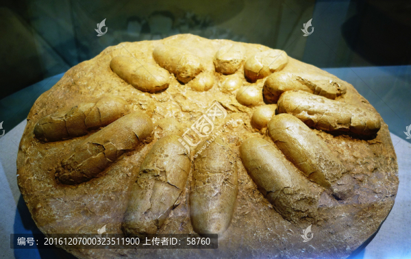長形恐龍蛋化石