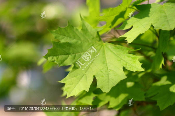 楓樹葉