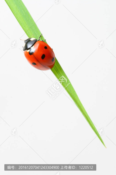 紅瓢蟲