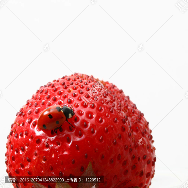 瓢蟲的美食
