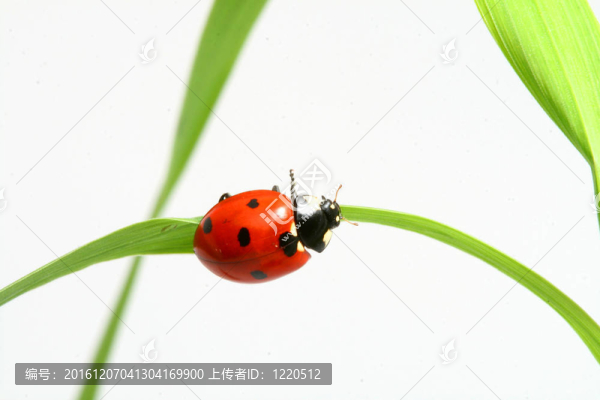 紅瓢蟲