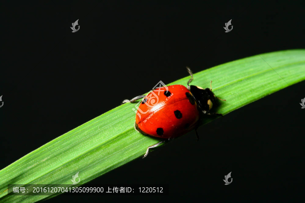 瓢蟲在草