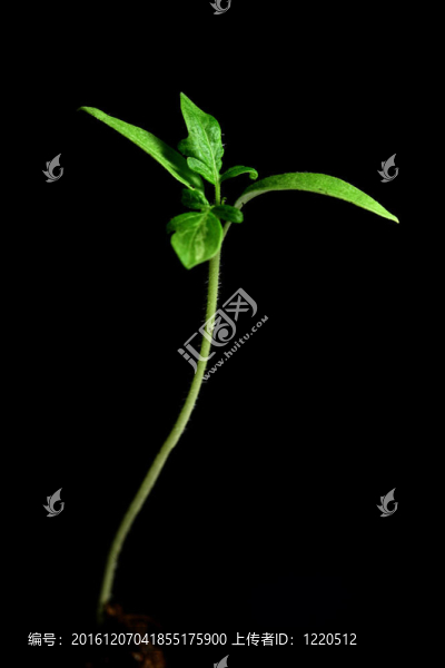 新生命的植物