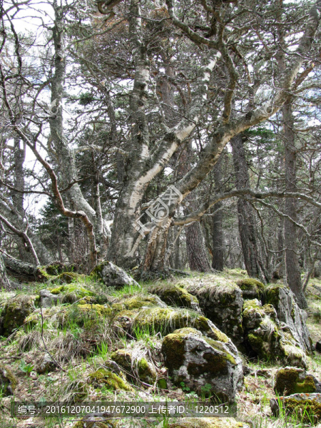山
