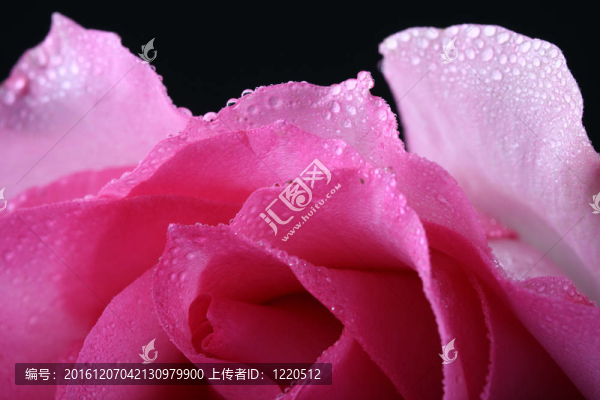 玫瑰
