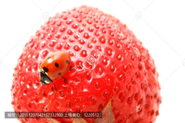 瓢蟲的美食