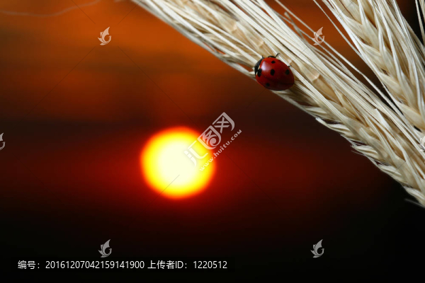 日出的瓢蟲