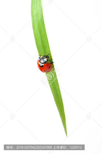 紅瓢蟲