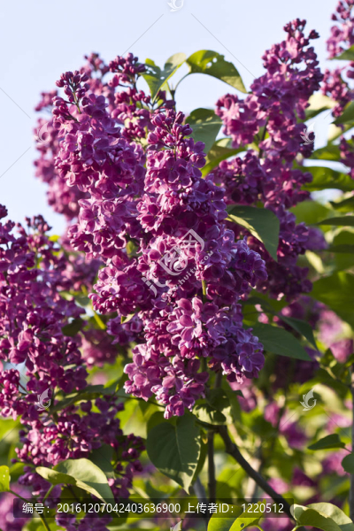 丁香花