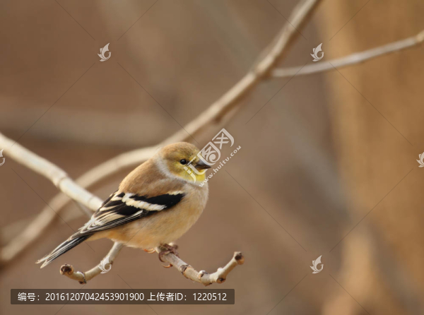 美洲金翅雀；Carduelis,tristis