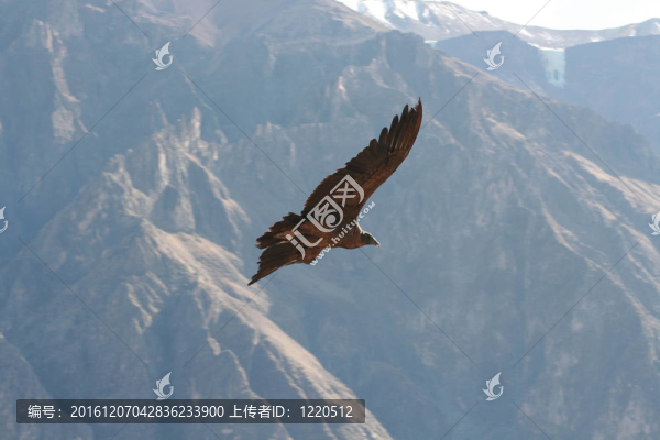 神鷹飛過峽谷