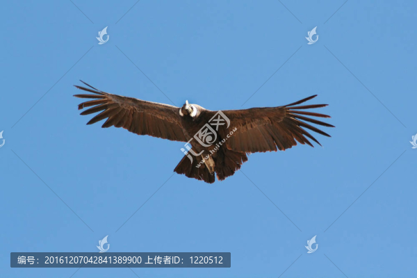 神鷹飛過峽谷