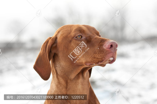 關閉了冬季維茲拉犬狗的肖像