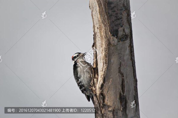 樹上的Downy,Woodpecker