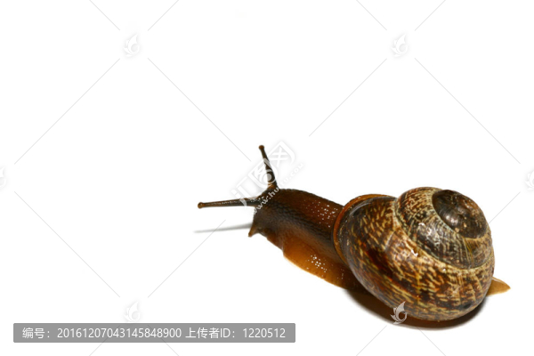孤立的殼
