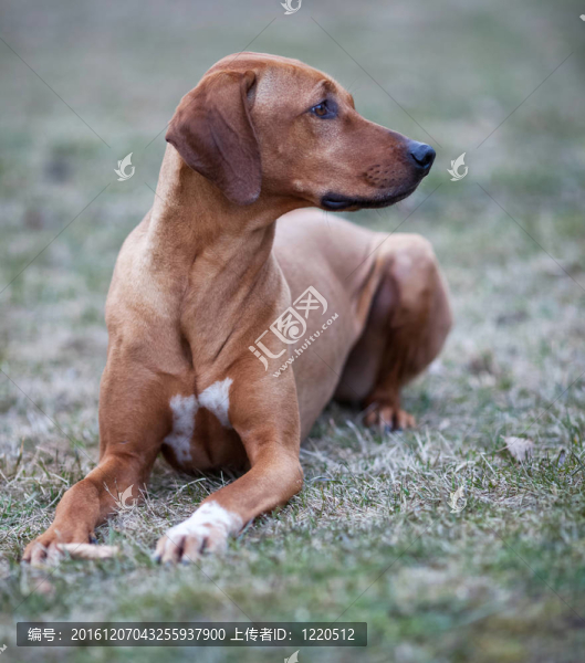 羅得西亞脊背犬