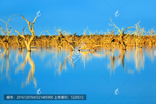 淹沒(méi)的樹(shù)木