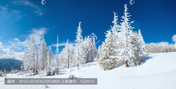 冬山全景