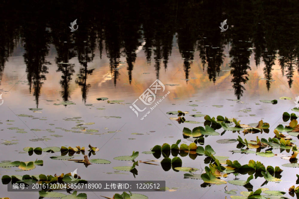 水百合的葉子和黑松的反思