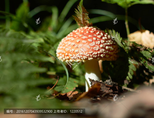 毒蠅鵝膏