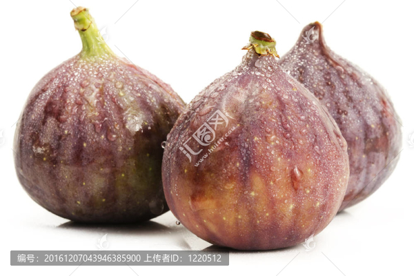 三白底濕無花果