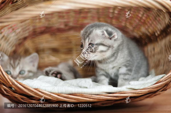 英國(guó)品種的小可愛(ài)小貓