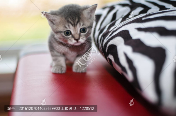 英國品種的小可愛小貓