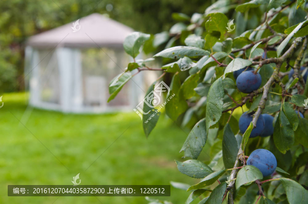 梅花對花園的分枝